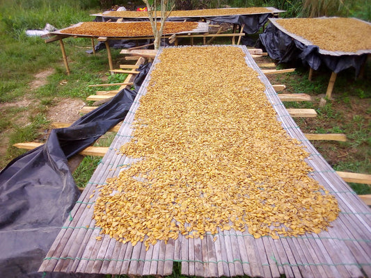 Akuamma Seeds in Bulk