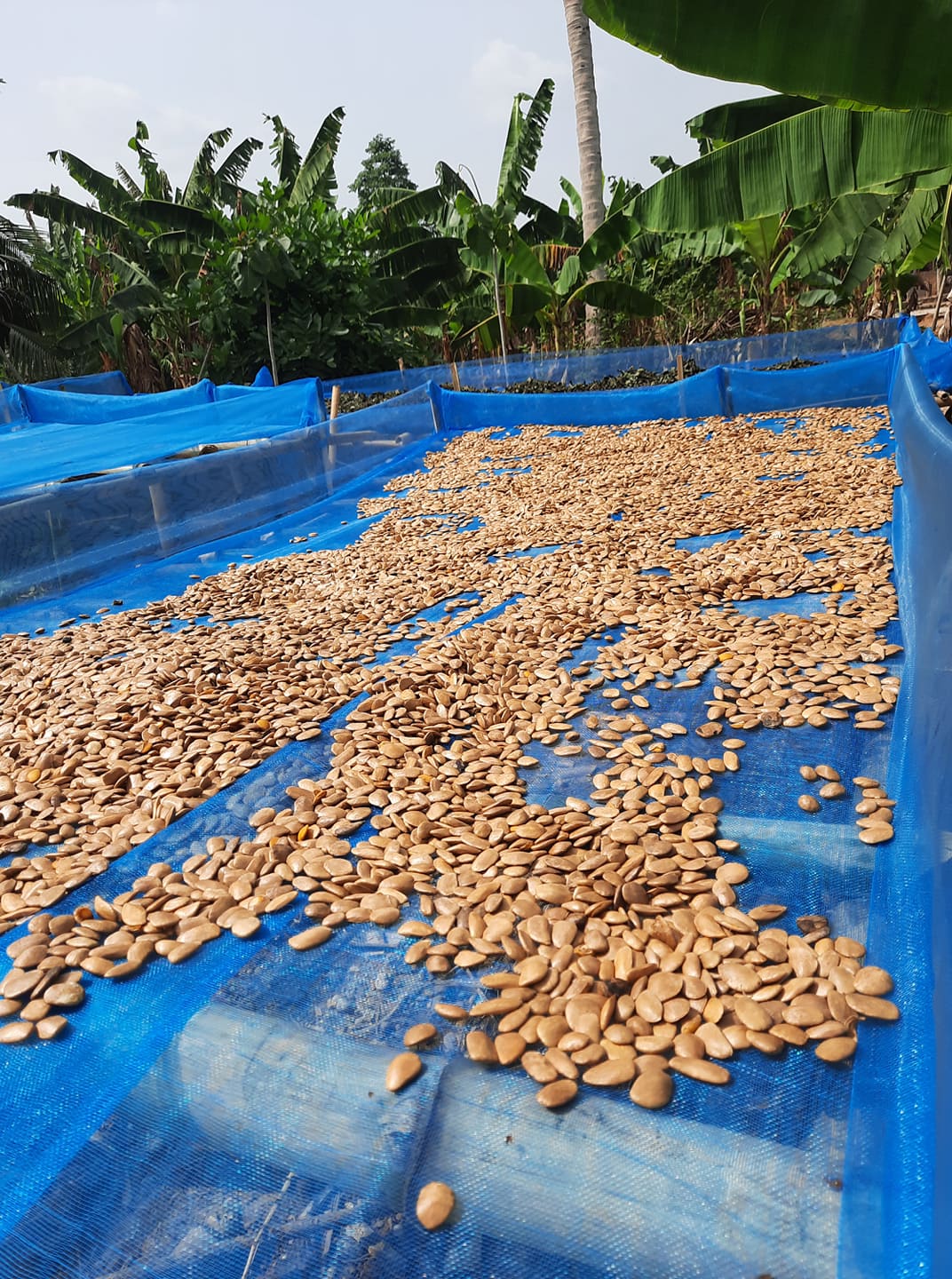 Akuamma Seeds in Bulk