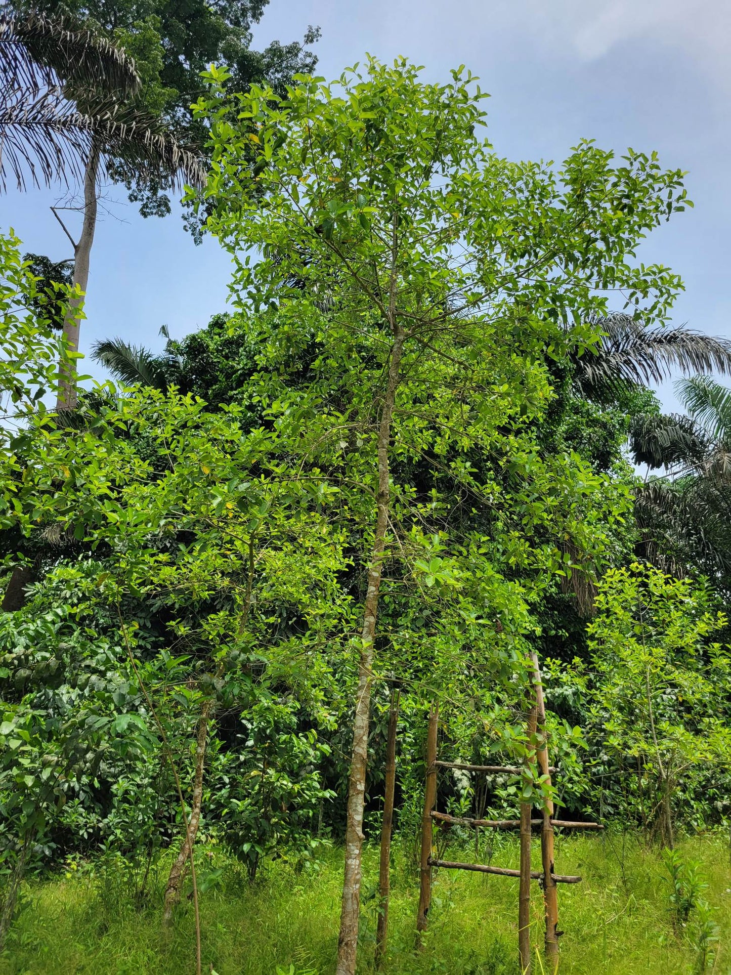 African Rifat Kratom regular green 1kg to 30 kg