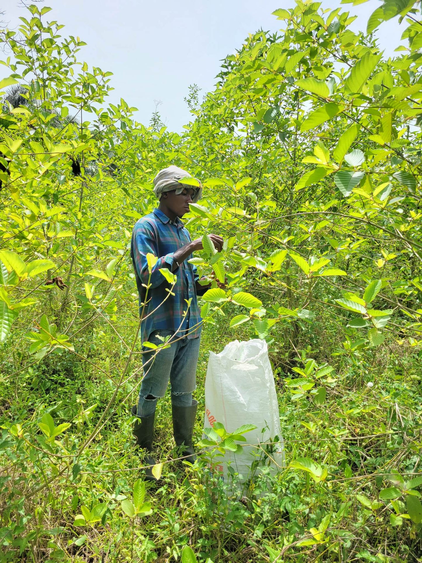 African Rifat Kratom regular green 1kg to 30 kg