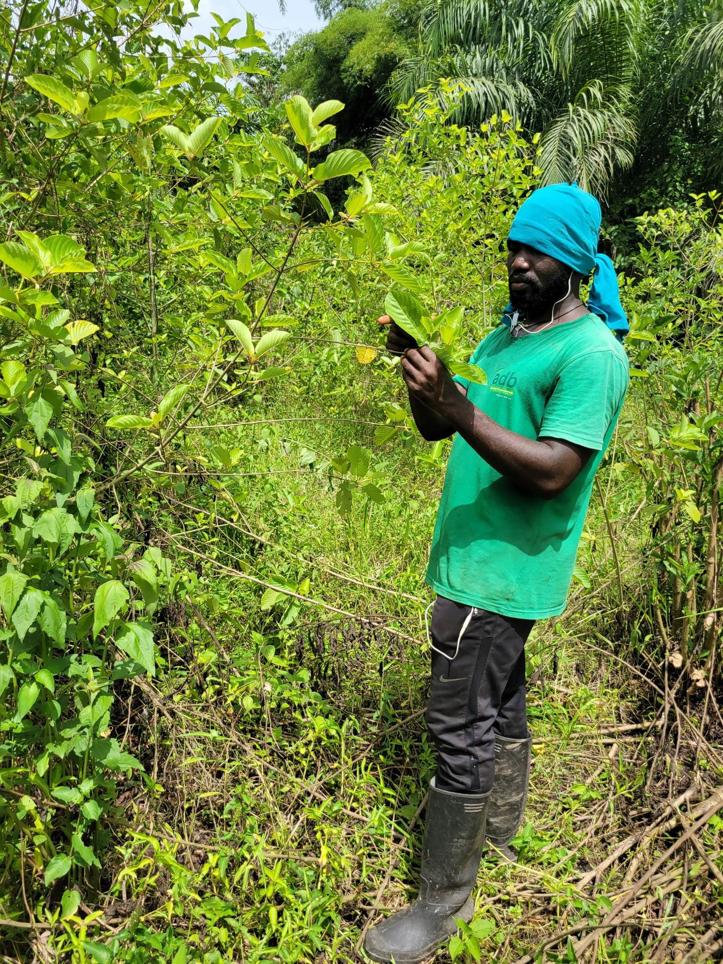 African Rifat Kratom regular green 1kg to 30 kg