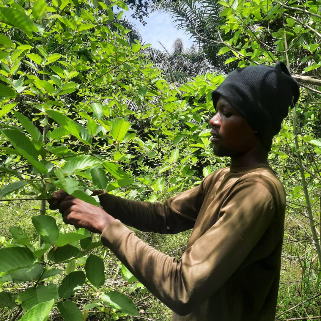 African Rifat Kratom regular green 1kg to 30 kg