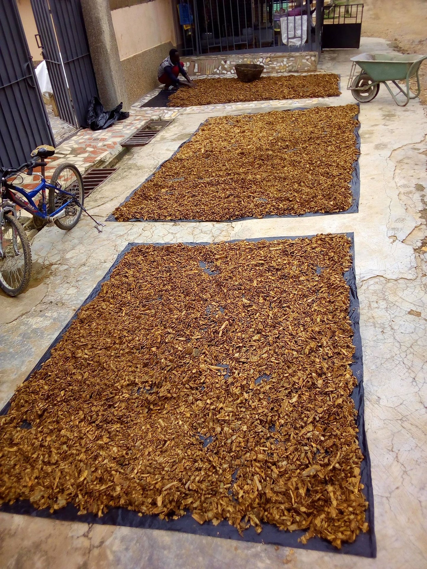 Voacanga Root Bark in Bulk