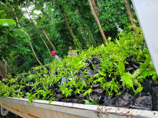 Cultivating Iboga: A Journey of Growth and Sustainability