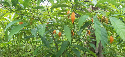 Let's take a tour of ANP's Iboga farms