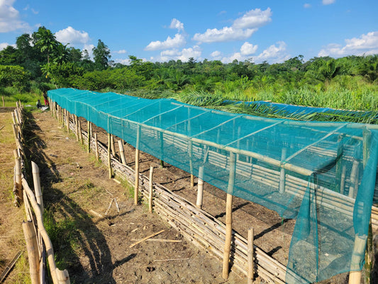 The Iboga Catfish Project: Scaling up Success