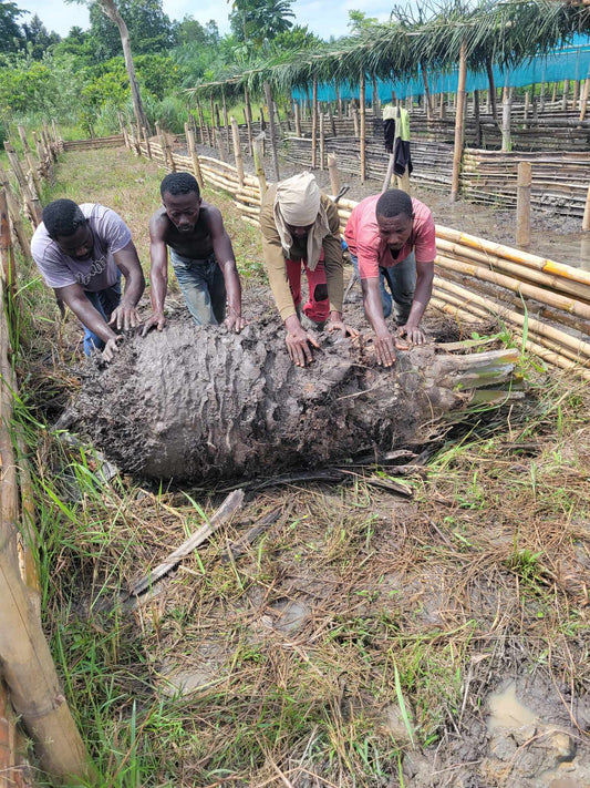 "Unleashing the Power of Nature: The Perfect Fusion of Iboga Tabernanthe and African Catfish