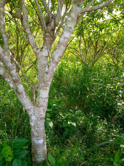 Voacanga Fruit Pods