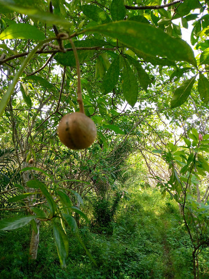 Voacanga Africana Seeds