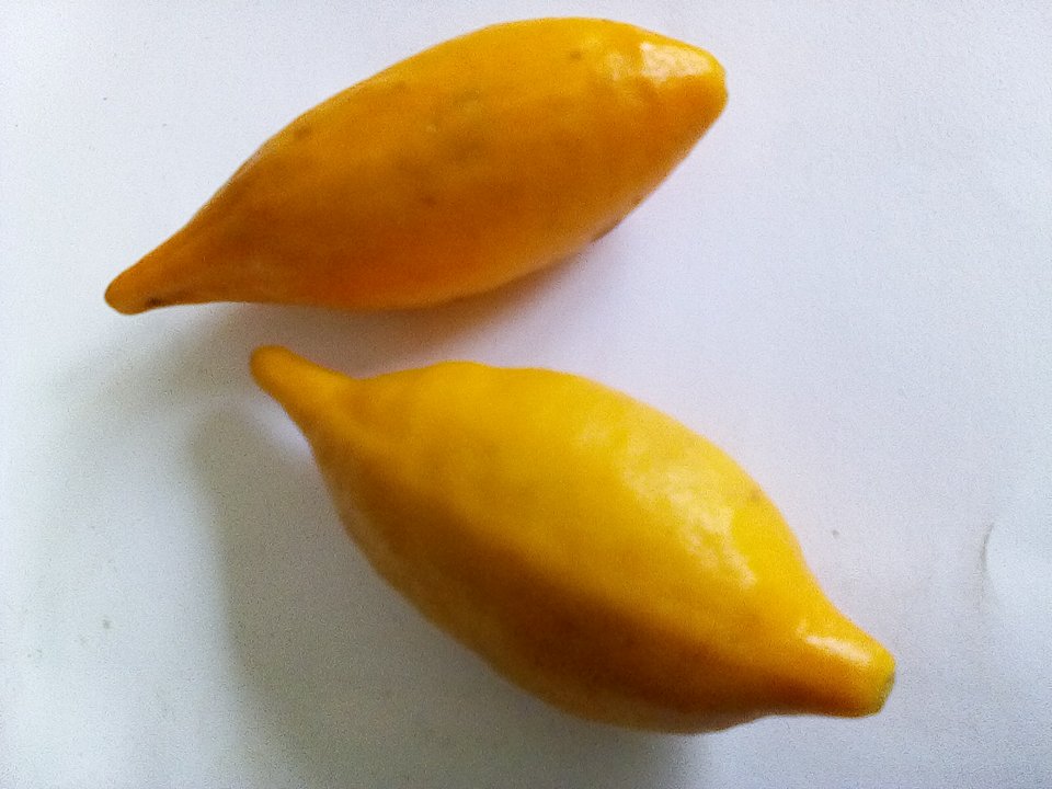 Iboga Fruit Pods