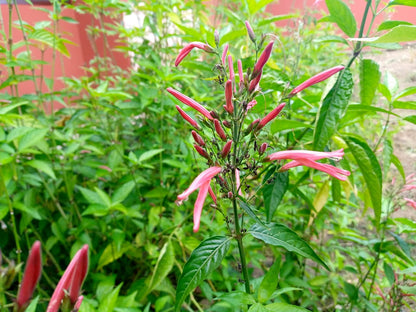 Justicia Carnea Blood Plant leaves (Dried)