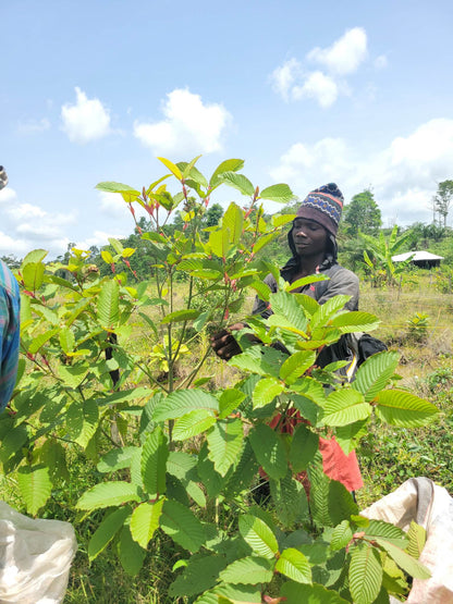 African Mitragyna Speciosa Powder 0.5kg to 30kg