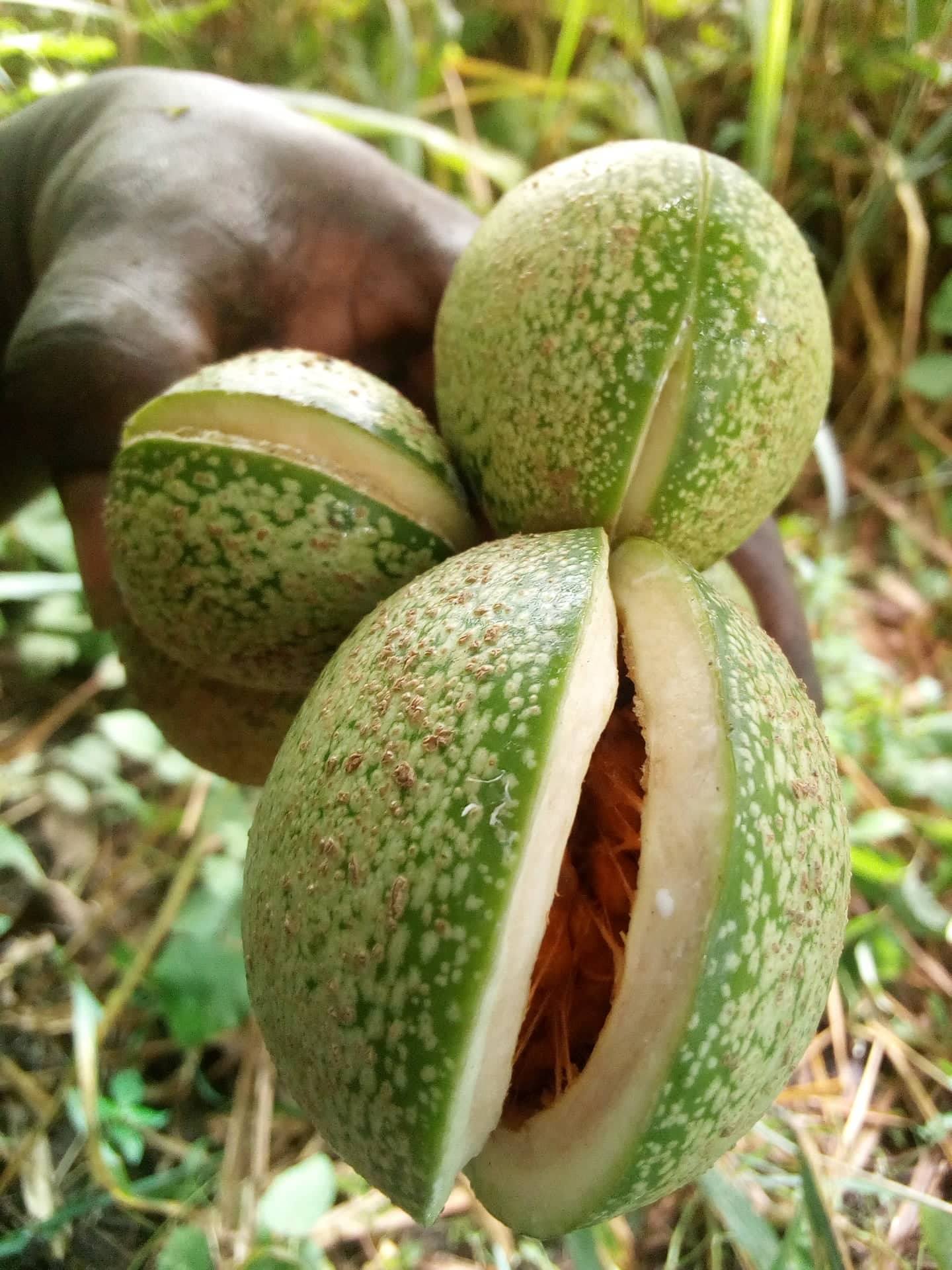 Voacanga Fruit Pods