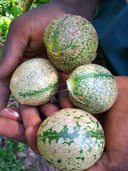 Voacanga Africana Seeds