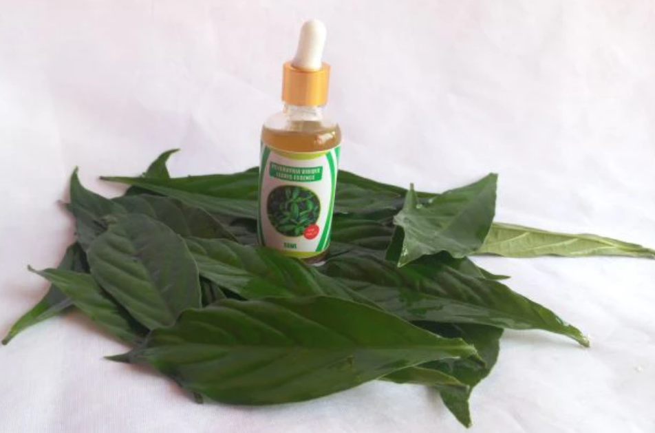 Psychotria Viridis Leaves Essence, 50mL