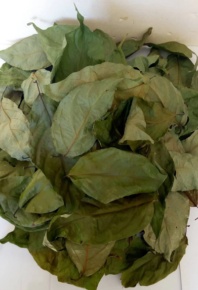 Banisteriopsis Caapi Leafs 1000g