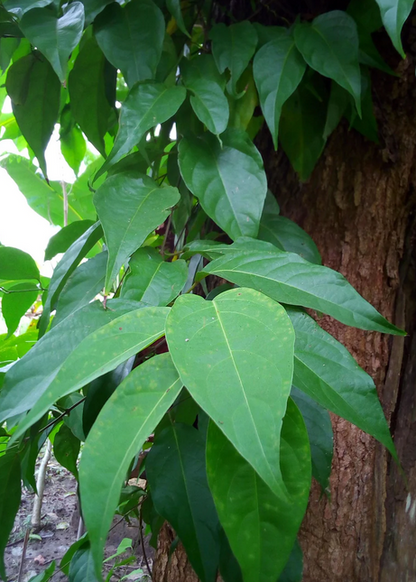 Banisteriopsis Caapi Leafs 1000g