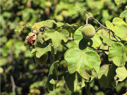 Azanza Garckeana (Snot Apple)/Goron Tula/50 Dried Fruits